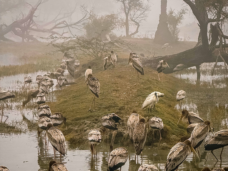 bhartapur Bird Sanctuar