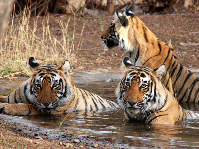 Ranthambhore National Park