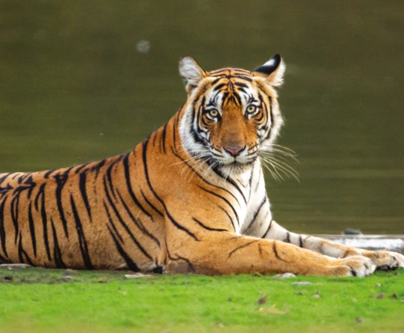 New Delhi Luxury Train Tour